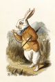 WhiteRabbit 